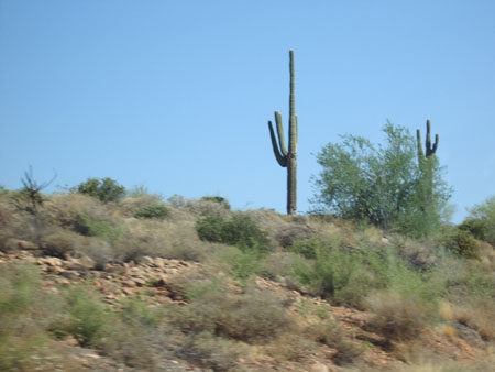 Le premier cactus ! Le premier cactus !